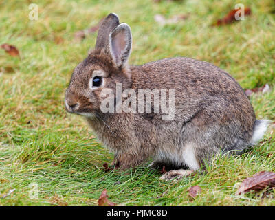 Hauskaninchen, Oryctolagus cuniculus forma Domestica, Kaninchen Stockfoto