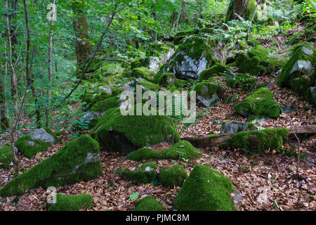 Die Milseburg mit seinen grossen Stein, den heiligen Berg im Biosphärenreservat Rhön, Hessen, Deutschland Stockfoto