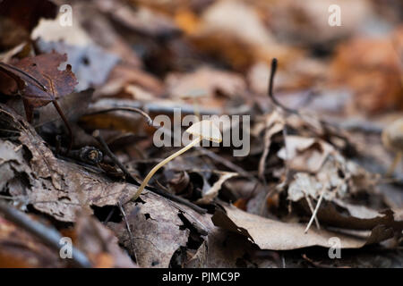 Pilzzucht auf dem Waldboden. Einzelne kleine zarte Pilz Fruchtkörper. Stockfoto