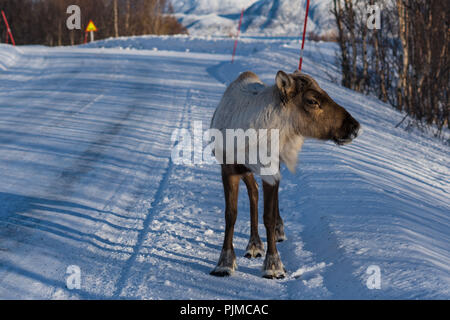 Europa, Norwegen, Troms, Rentier überfahrt-Straße Stockfoto