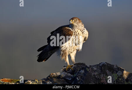 Bonelli's Eagle (Aquila fasciata) mit erfassten Kaninchen, Extremadura, Spanien Stockfoto