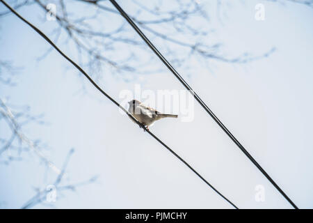 Vogel außerhalb thront auf einem Draht mit einem blauen Himmel im Hintergrund isoliert. Stockfoto