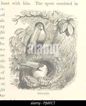 Bild von Seite 49 der "Was Darwin sah in seiner Reise um die Welt in das Schiff "Beagle." [Übersetzt und von "Journal der Forschungen in die Geologie und Naturgeschichte der verschiedenen Länder vi 0047 angepasst. Stockfoto