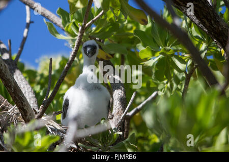 Red-footed booby Vögel ihre Nester in den Bäumen auf Millennium Atoll, auch als Caroline Insel bekannt, im südlichen Line Inseln von Kiribati. Stockfoto