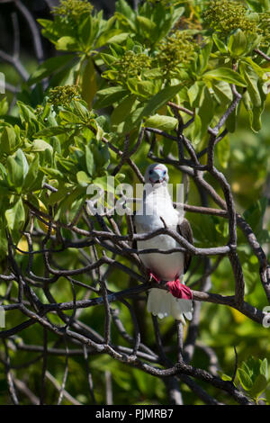 Red-footed booby Vögel ihre Nester in den Bäumen auf Millennium Atoll, auch als Caroline Insel bekannt, im südlichen Line Inseln von Kiribati. Stockfoto