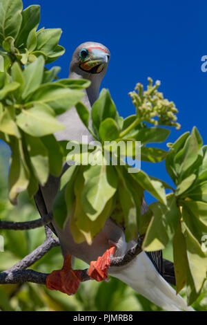 Red-footed booby Vögel ihre Nester in den Bäumen auf Millennium Atoll, auch als Caroline Insel bekannt, im südlichen Line Inseln von Kiribati. Stockfoto