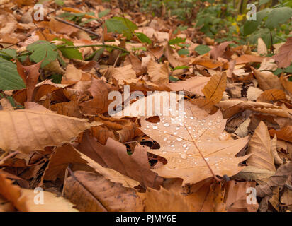 Regen fällt auf dem Blatt. Wald in der Nähe der Stadt Lausanne, Kanton Waadt, Schweiz Stockfoto