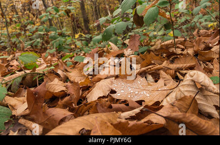 Regen fällt auf dem Blatt. Wald in der Nähe der Stadt Lausanne, Kanton Waadt, Schweiz Stockfoto