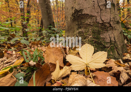 Regen fällt auf dem Blatt. Wald in der Nähe der Stadt Lausanne, Kanton Waadt, Schweiz Stockfoto