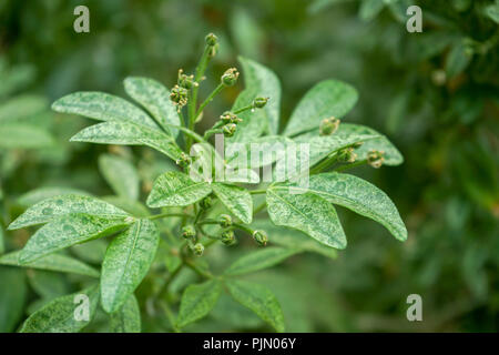 Mock orange, aromatische immergrüner Strauch aus Mexiko Stockfoto