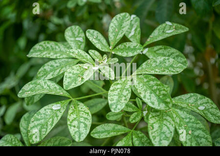 Mock orange, aromatische immergrüner Strauch aus Mexiko Stockfoto