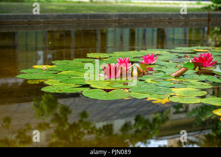 Teich mit Seerosen Blüte aus der Familie nymphaeceae Stockfoto