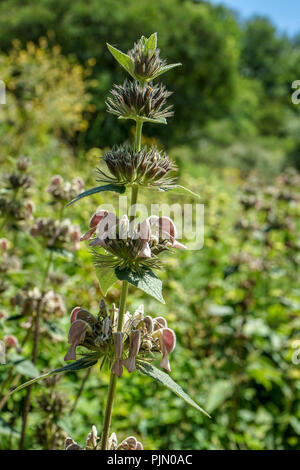 Nahaufnahme der Lippenblütler Familie im Garten im Sommer Stockfoto