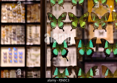 Majestic Green Schwalbenschwänze angezeigt in einem transparenten Rahmen aus Glas Stockfoto