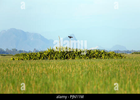 Thale Noi Wasservögel Park, Phatthalung, Thailand Stockfoto