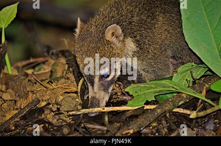 Weiße Nase Nasenbär, in Arenal Hängebrücken Trail, Costa Rica Stockfoto