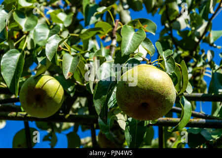 Birnen wachsen am Baum Stockfoto