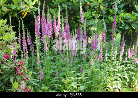 Fingerhut gut wachsen in Gruppen im Halbschatten und Woodland Gardens, wo Sie selbst Saatgut und ihre lange aufrecht Stacheln wachsen, glockenförmigen Blüten Stockfoto