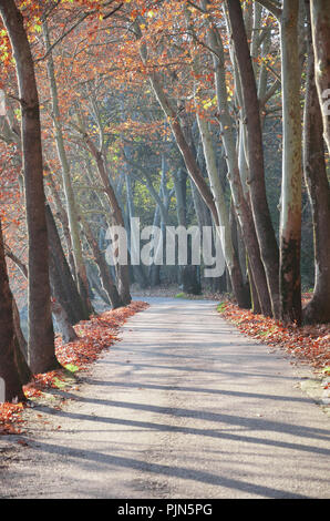 Allee der Bäume am Ufer des Sees Orestiada in Kastoria, Griechenland Stockfoto