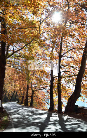 Allee der Bäume am Ufer des Sees Orestiada in Kastoria, Griechenland Stockfoto