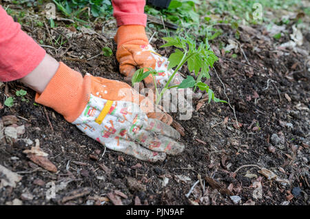 Nahaufnahme der weibliche Hände in Handschuhen das Einpflanzen einer Tomate Sämling. Stockfoto