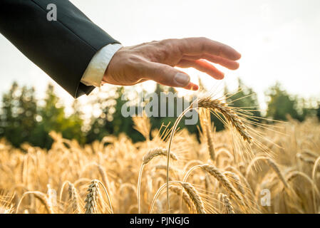 Geschäftsmann oder Umweltschützer, die eine Hand über ein Ohr des Ripe goldene Weizen in einem Weizenfeld bei Sonnenuntergang Gegenlicht der Golden Sun. Stockfoto