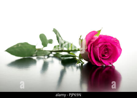 Schöne rosa Rose liegen auf einem Schreibtisch mit Reflexion. Der leere Raum bereit für Ihr Logo oder Text. Stockfoto
