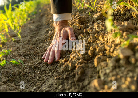 Die Hand des älteren Mann mit Anzug und Hemd Hülse nach unten erreichen Touch Ton der Erde mit der Hand flach heraus, grüne Triebe im warmen Sonnenlicht sichtbar. Stockfoto