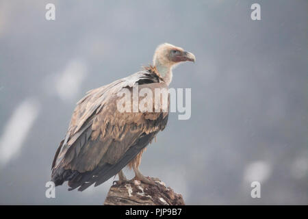 Griffon Vulture (abgeschottet Fulvus) Porträt. Provinz Lleida. Katalonien. Spanien. Stockfoto