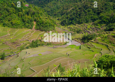 Blick auf die Reisterrassenfelder in Banaue, Philippinen. Stockfoto