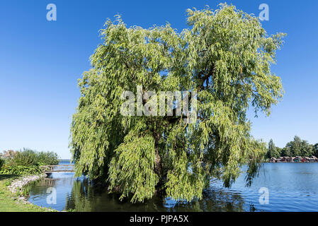 Trauerweide (Olea europaea) im Schweriner See, Schwerin, Mecklenburg-Vorpommern, Deutschland Stockfoto