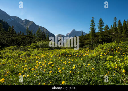 Blumenwiese mit gelben Marsh Ringelblumen (Caltha palustris), hinter der Watzmann massif, Nationalpark Berchtesgaden Stockfoto