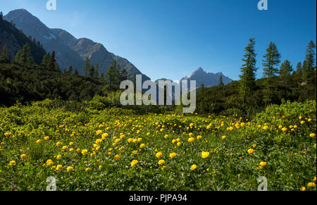 Blumenwiese mit gelben Marsh Ringelblumen (Caltha palustris), hinter der Watzmann massif, Nationalpark Berchtesgaden Stockfoto