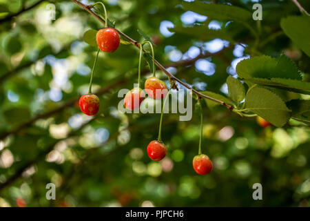 In der Nähe von süßen roten Kirschen hängen von Baum mit grünen Garten bokeh Stockfoto