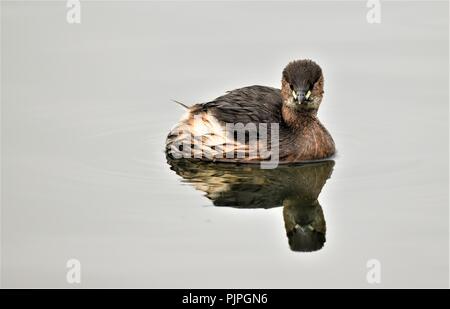 Zwergtaucher, im Winter Gefieder, in Barnsley RSPB Alten Moor. Stockfoto