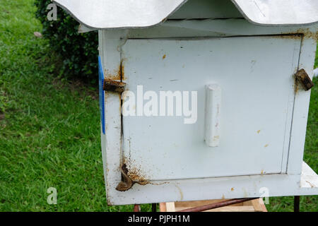 Stachellosen Bienen Bienenstock. rotundifolia meliponini Kolonien Masse Aufzucht Stockfoto