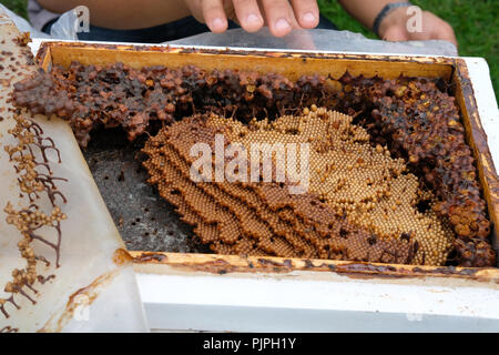 Stachellosen Bienen Bienenstock. rotundifolia meliponini Kolonien Masse Aufzucht Stockfoto