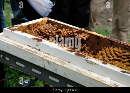 Stachellosen Bienen Bienenstock. rotundifolia meliponini Kolonien Masse Aufzucht Stockfoto