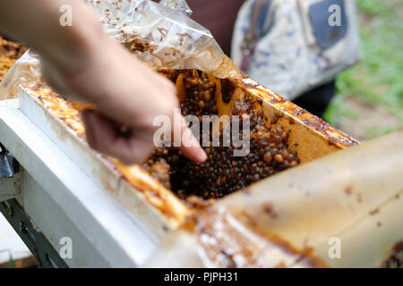 Stachellosen Bienen Bienenstock. rotundifolia meliponini Kolonien Masse Aufzucht Stockfoto