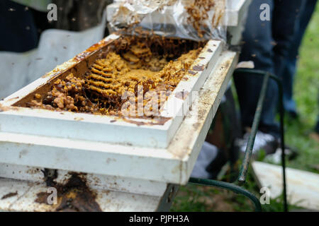 Stachellosen Bienen Bienenstock. rotundifolia meliponini Kolonien Masse Aufzucht Stockfoto