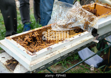 Stachellosen Bienen Bienenstock. rotundifolia meliponini Kolonien Masse Aufzucht Stockfoto