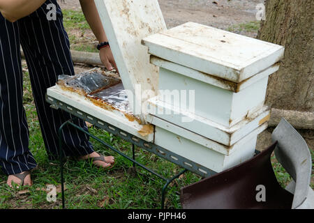 Stachellosen Bienen Bienenstock. rotundifolia meliponini Kolonien Masse Aufzucht Stockfoto