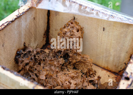 Stachellosen Bienen Bienenstock. rotundifolia meliponini Kolonien Masse Aufzucht Stockfoto