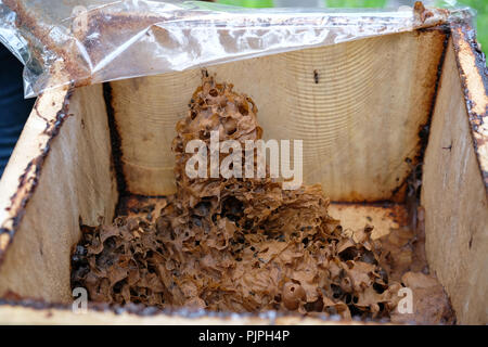 Stachellosen Bienen Bienenstock. rotundifolia meliponini Kolonien Masse Aufzucht Stockfoto