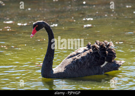 Ein in Western Australia geborener Schwarzer Schwan (Cygnus atratus), der in einem Teich im Centennial Park in Sydney in Australien schwimmt Stockfoto