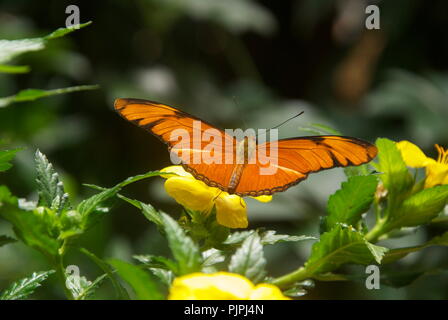 Julia Heliconian Schmetterling im Botanischen Garten von Maspalomas, Gran Canaria, Kanarische Inseln. Stockfoto