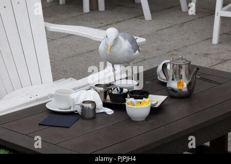 Freche Möwe scavenging Lebensmittel aus einen Tisch in einem Restaurant in Brighton, East Sussex, England, UK im frühen Herbst Stockfoto