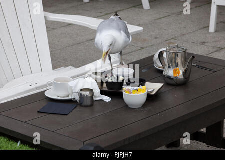 Freche Möwe scavenging Lebensmittel aus einen Tisch in einem Restaurant in Brighton, East Sussex, England, UK im frühen Herbst Stockfoto