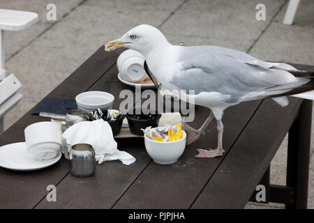 Freche Möwe scavenging Lebensmittel aus einen Tisch in einem Restaurant in Brighton, East Sussex, England, UK im frühen Herbst Stockfoto