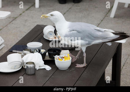 Freche Möwe scavenging Lebensmittel aus einen Tisch in einem Restaurant in Brighton, East Sussex, England, UK im frühen Herbst Stockfoto